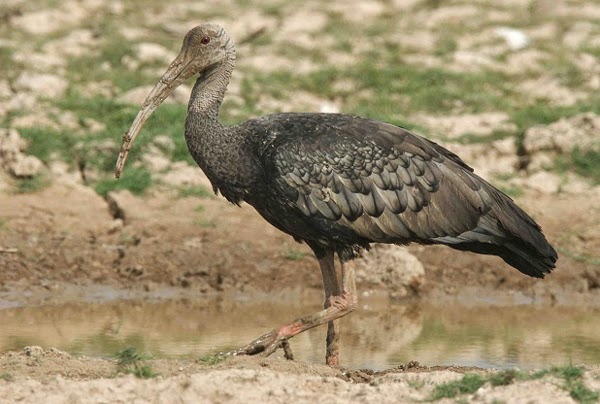 El ibis gigante