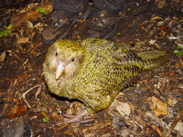 El kakapo