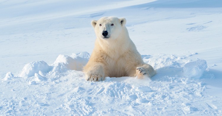 10 curiosidades sobre el Oso Polar