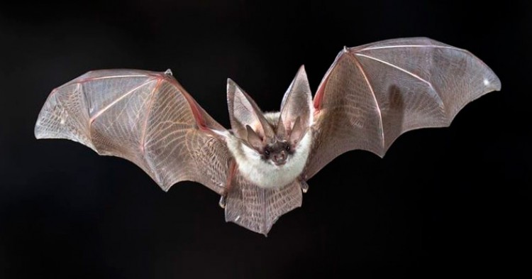 10 curiosidades sobre los Murciélagos