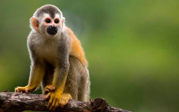 10 curiosidades sobre el Mono
