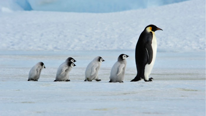 10 curiosidades sobre el Pingüino