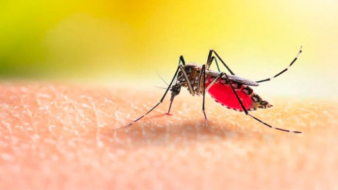 10 curiosidades sobre el Mosquito