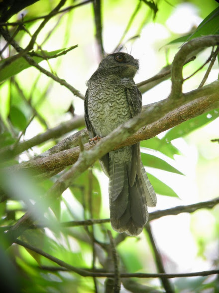 El egotelo de Nueva Caledonia