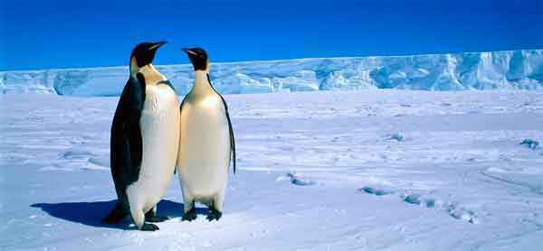 La Antártida pingüinos