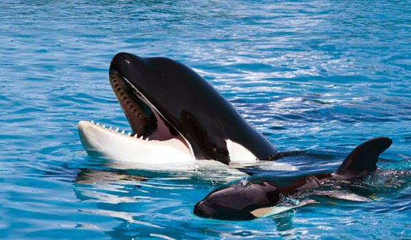 Loro Parque (Puerto de la Cruz, Tenerife Norte)