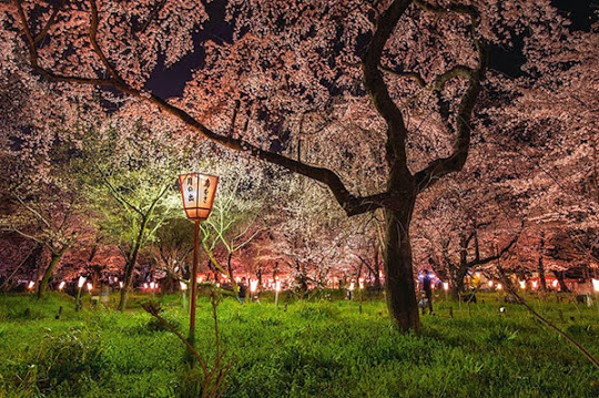 Cerezos en Japón