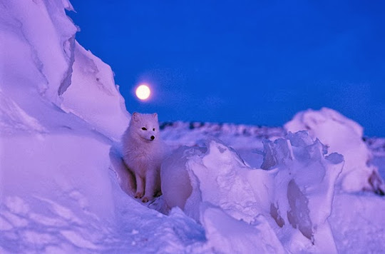 Cazador blanco en la nieve