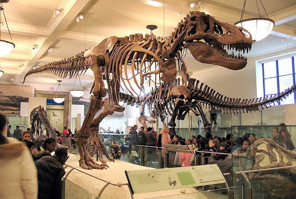 American Museum of Natural History