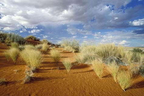 Kalahari, desierto