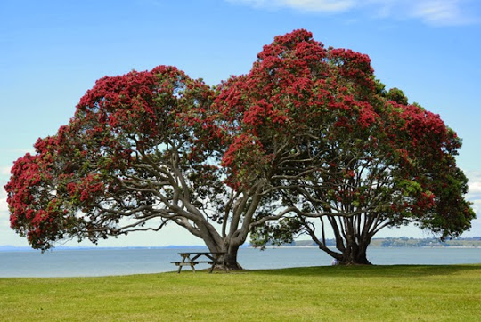 Festival de Pohutukawa