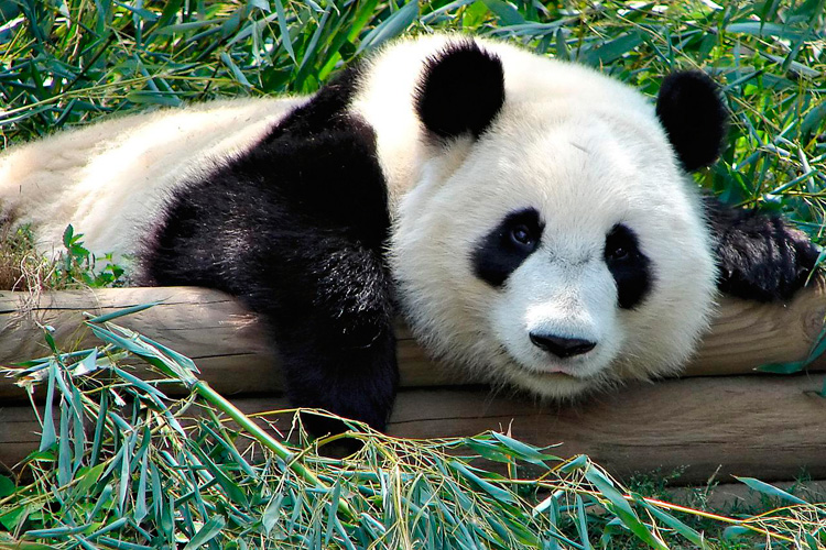 Oso Panda