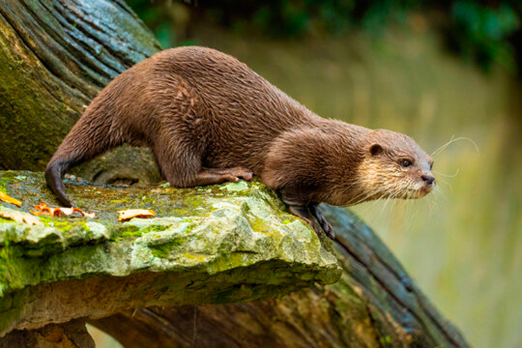 Nutria