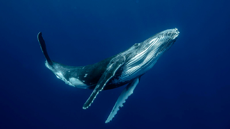 Ballena
