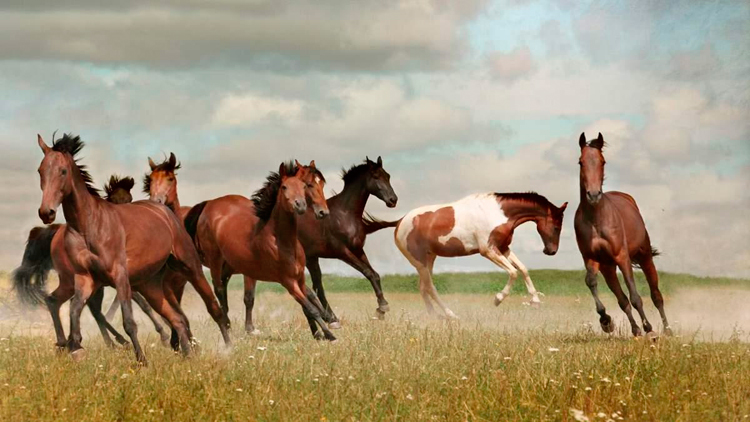 Caballo