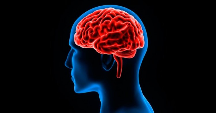 10 curiosidades sobre el Cerebro