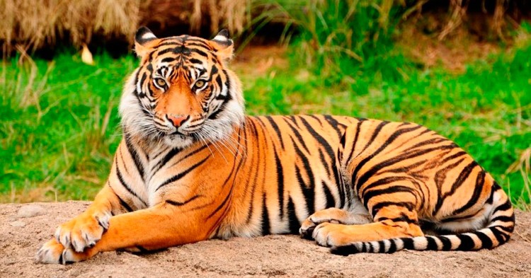 10 curiosidades sobre el Tigre