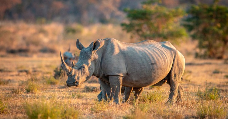 10 curiosidades sobre el Rinoceronte