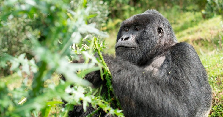10 curiosidades sobre el Gorila