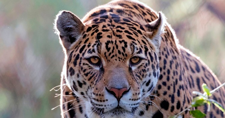 10 curiosidades sobre el Jaguar