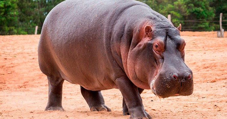 10 curiosidades sobre el Hipopótamo