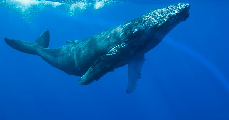 10 curiosidades sobre las Ballenas