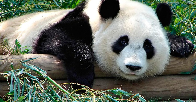 10 curiosidades sobre el Oso Panda