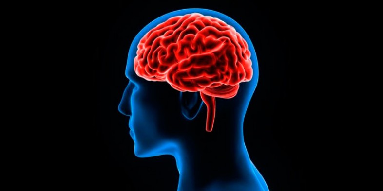 10 curiosidades sobre el Cerebro