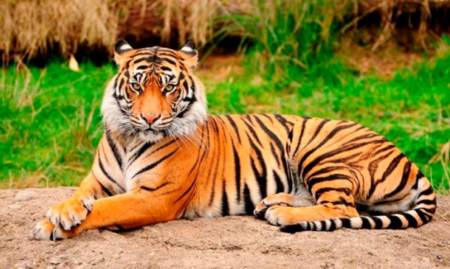 10 curiosidades sobre el Tigre