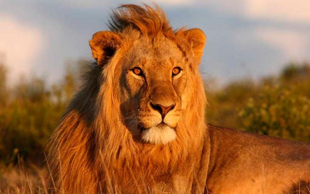 10 curiosidades sobre el León