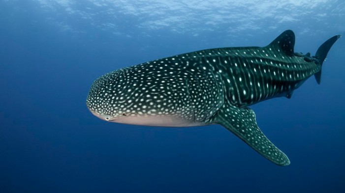 10 curiosidades sobre el Tiburón