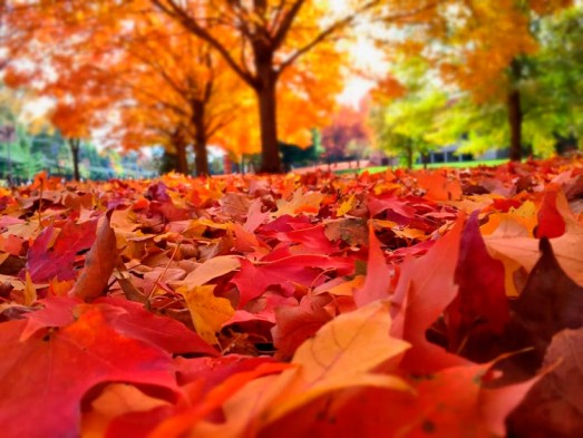 10 curiosidades sobre el Otoño