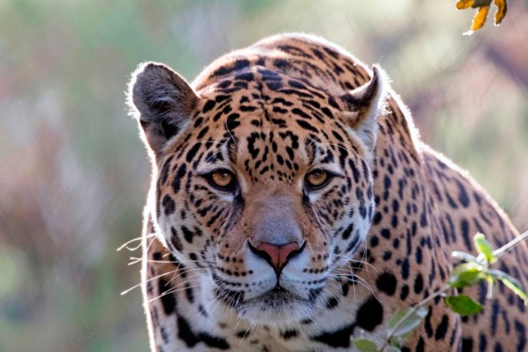 10 curiosidades sobre el Jaguar