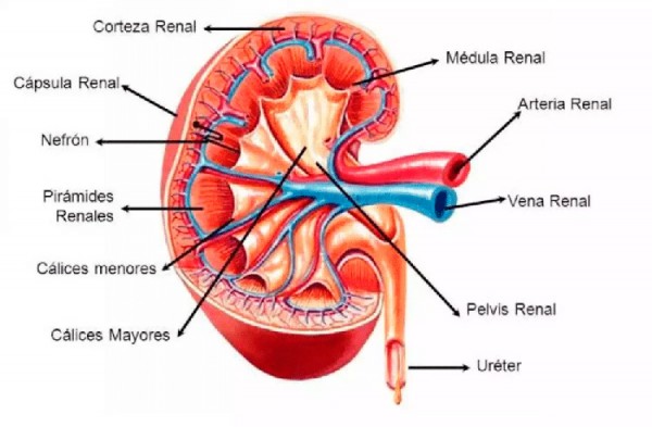 10 curiosidades sobre el Riñón