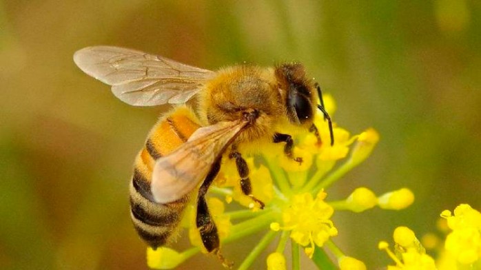 10 curiosidades sobre las Abejas