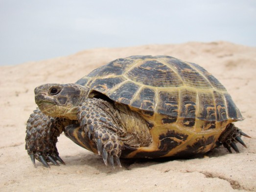 10 curiosidades sobre la Tortuga