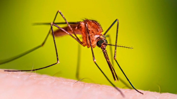 10 cosas que debes saber sobre el Mosquito