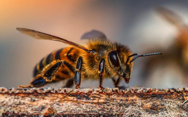 10 cosas que debes saber sobre las Abejas