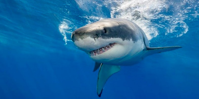 10 cosas que debes saber sobre el Tiburón