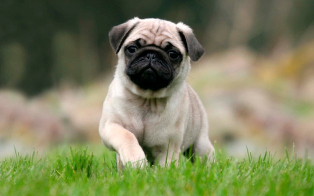 10 cosas que debes saber sobre el Perro
