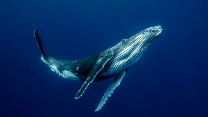 10 cosas que debes saber sobre las Ballenas