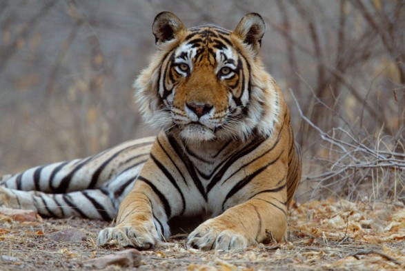 10 cosas que debes saber sobre el Tigre