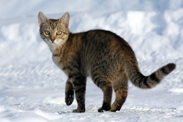 10 cosas que debes saber sobre el Gato