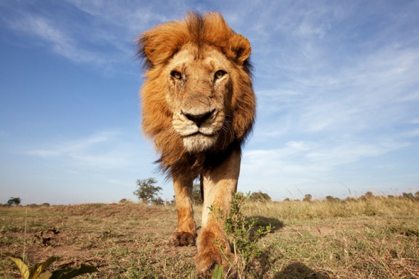 10 cosas que debes saber sobre el León