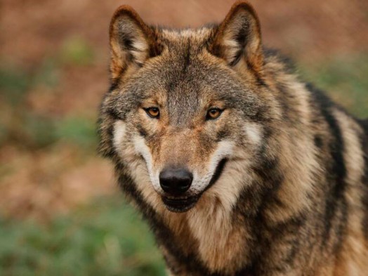 10 curiosidades sobre el Lobo