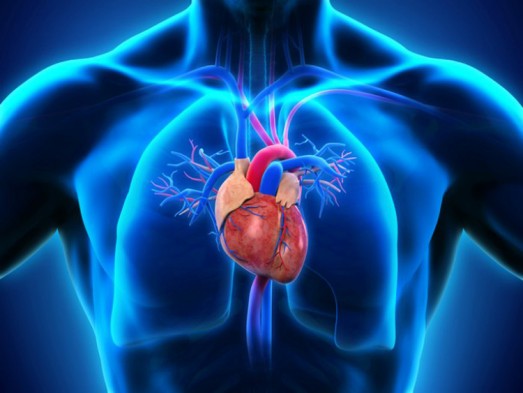 10 cosas que debes saber sobre el Corazón