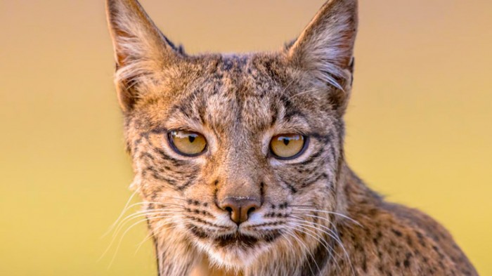 10 cosas que debes saber sobre el Lince ibérico