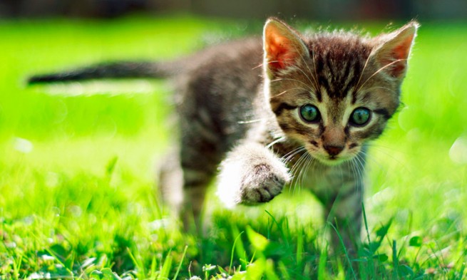 10 cosas que hacen único al Gato