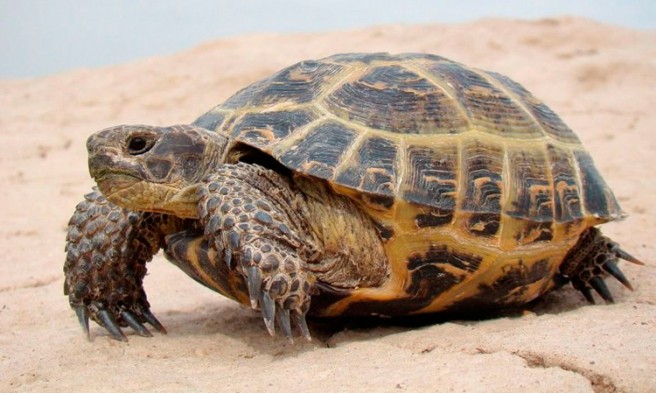 10 cosas que debes saber sobre la Tortuga