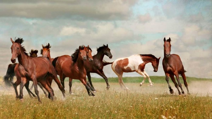 10 cosas que debes saber sobre el Caballo